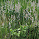 Festuca ovina