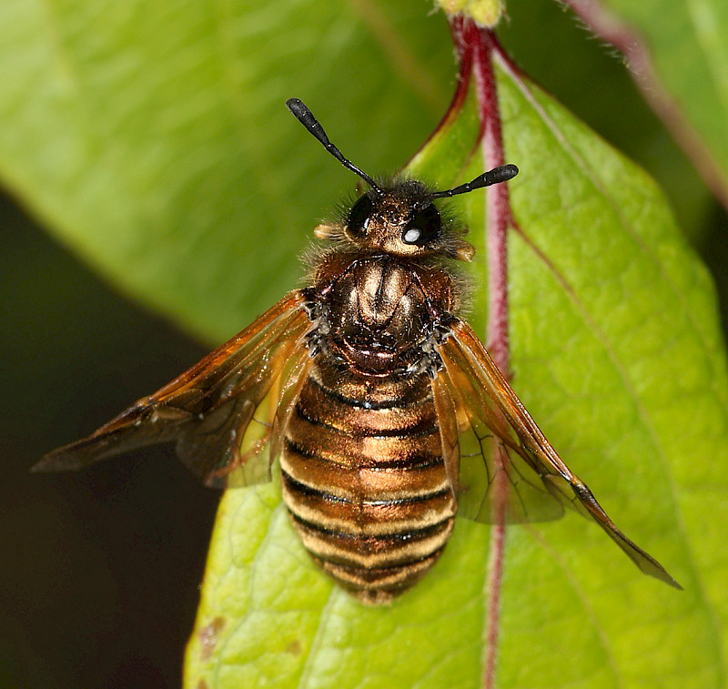 Lonicera periclymenum - &copy; Ian Tew