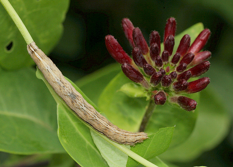 Lonicera periclymenum - &copy; Barry Stewart