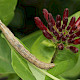 Lonicera periclymenum
