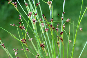 Juncus bulbosus Bulbous Rush
