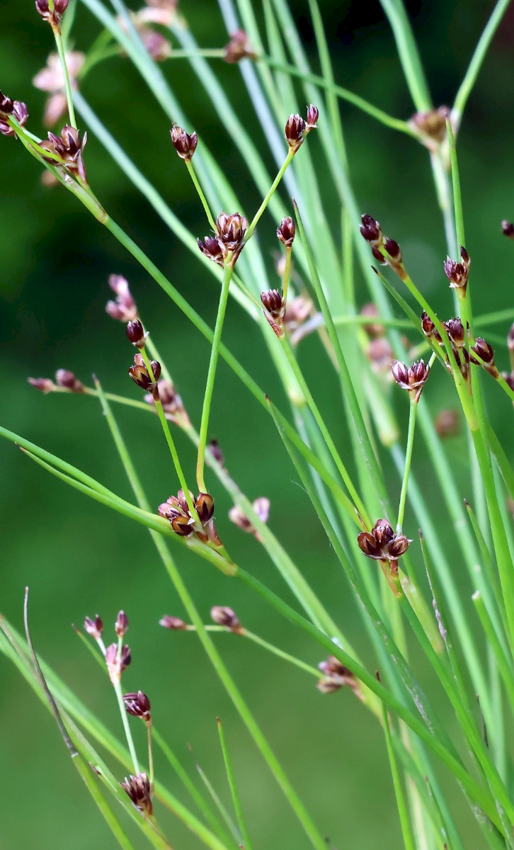 Juncus bulbosus - &copy; Charles Hipkin