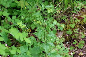 Lapsana communis Nipplewort