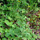 Lapsana communis