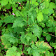 Lapsana communis