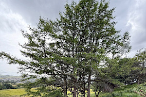 Larix decidua European Larch