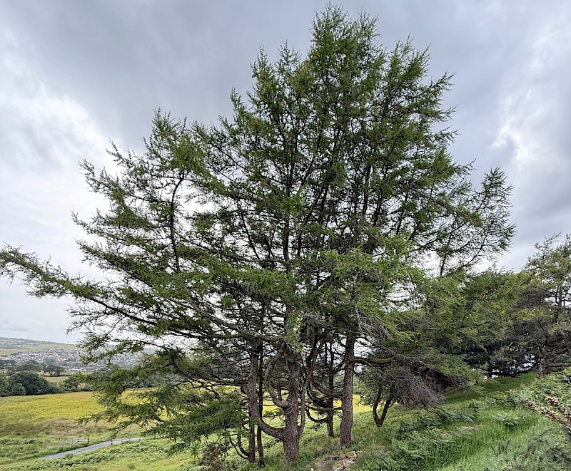 Larix decidua - &copy; Charles Hipkin