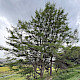 Larix decidua
