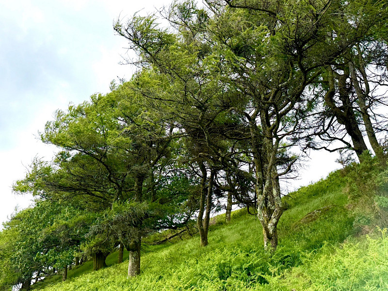 Larix decidua - &copy; Charles Hipkin