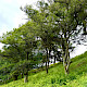 Larix decidua