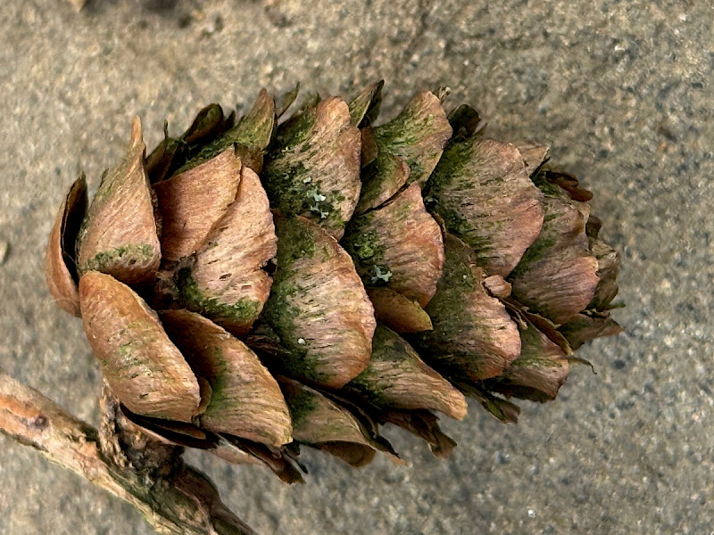 Larix decidua - &copy; Charles Hipkin