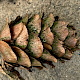 Larix decidua