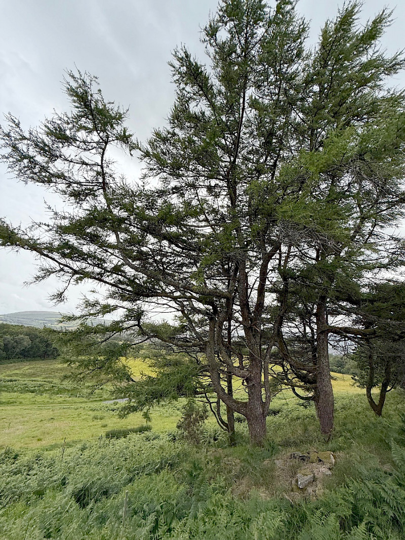 Larix decidua - &copy; Charles Hipkin