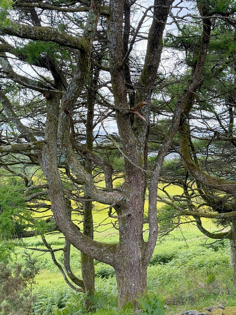 Larix decidua - &copy; Charles Hipkin