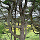 Larix decidua