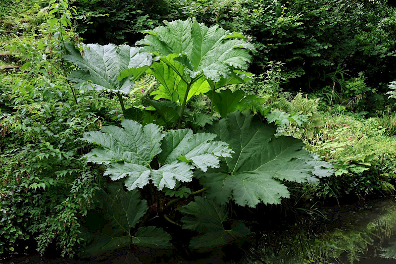 Gunnera manicata - &copy; Charles Hipkin