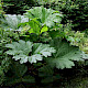 Gunnera manicata