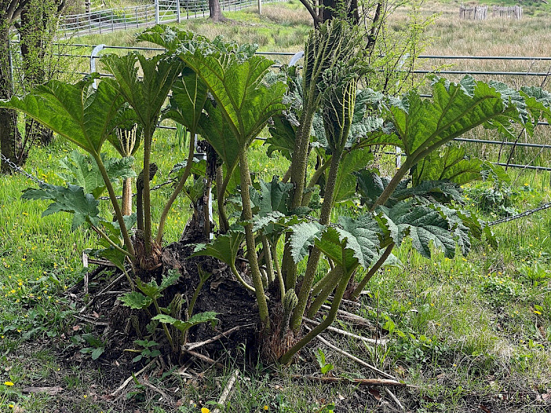Gunnera manicata - &copy; Charles Hipkin