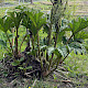 Gunnera manicata
