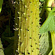 Gunnera manicata