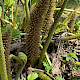 Gunnera manicata