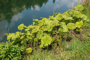 Gunnera tinctoria Giant-rhubarb