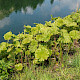 Gunnera tinctoria