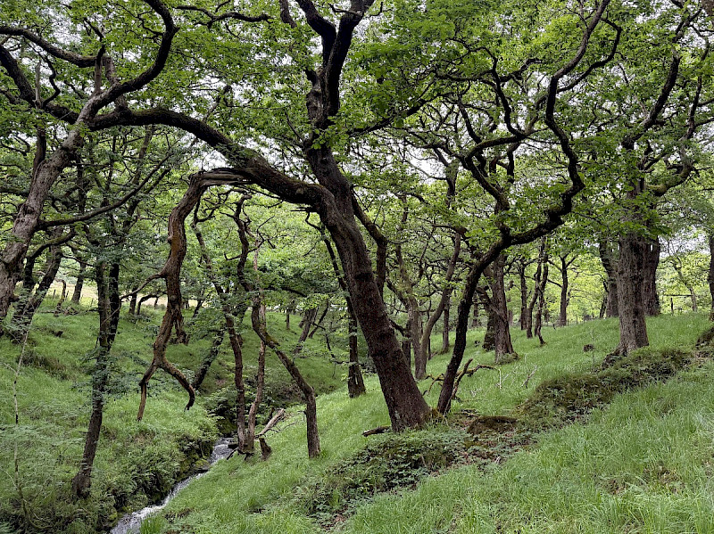 Semi-natural Deciduous Woodland - &copy; Charles Hipkin
