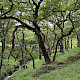 Semi-natural Deciduous Woodland