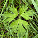 Ranunculus repens