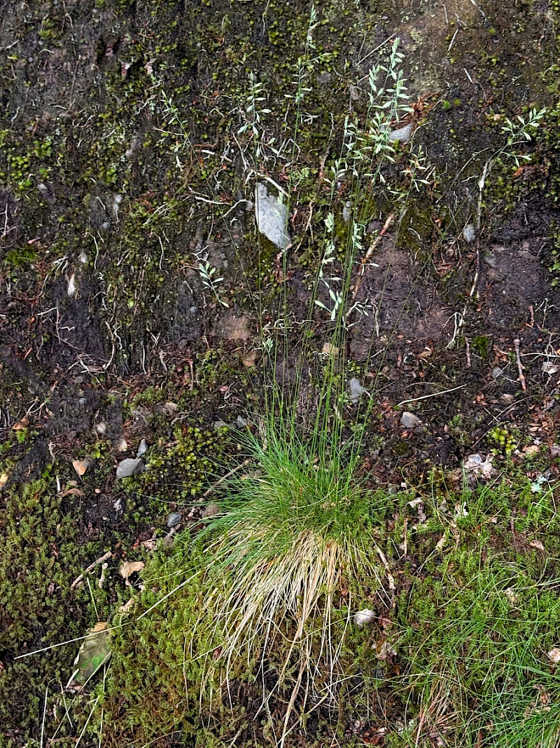 Festuca ovina - &copy; Charles Hipkin