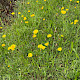 Hypochaeris radicata