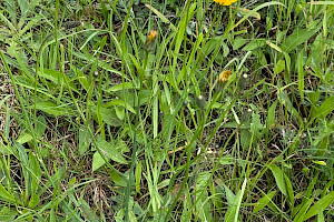 Hypochaeris radicata Cat's-ear