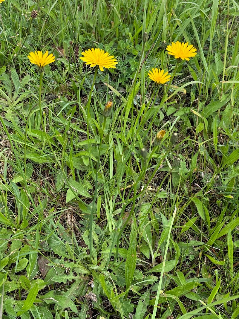 Hypochaeris radicata - &copy; Charles Hipkin