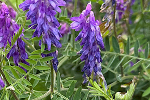 Vicia cracca Tufted Vetch