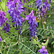 Vicia cracca