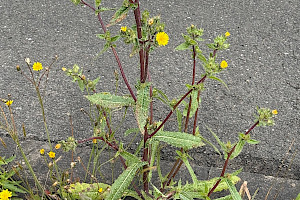 Helminthotheca echioides Bristly Oxtongue