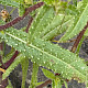 Helminthotheca echioides