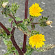 Helminthotheca echioides