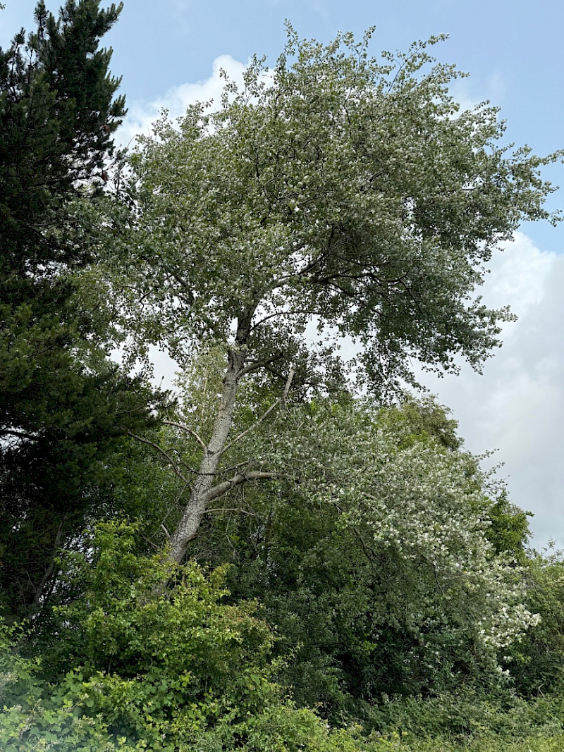 Populus alba - &copy; Charles Hipkin