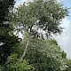Populus alba