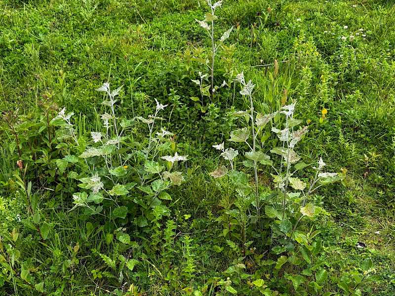 Populus alba