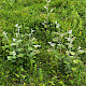 Populus alba
