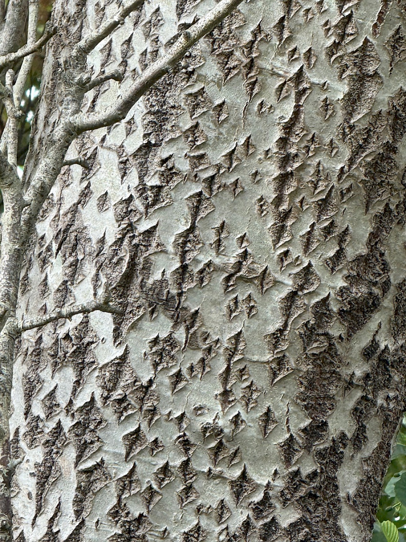 Populus alba - &copy; Charles Hipkin