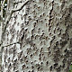 Populus alba