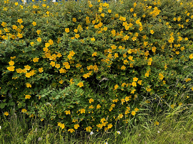 Hypericum x hidcoteense - &copy; Charles Hipkin