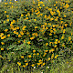 Hypericum x hidcoteense