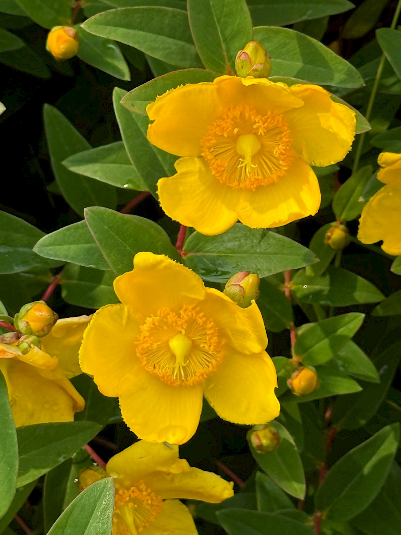 Hypericum x hidcoteense - &copy; Charles Hipkin