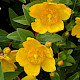 Hypericum x hidcoteense