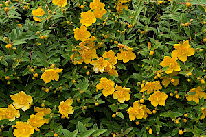 Hypericum x hidcoteense Hidcote Tutsan